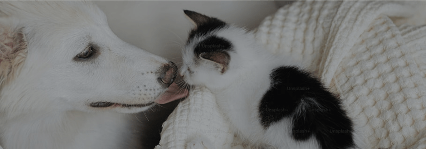 猫と遺影のペット供養イメージ画像