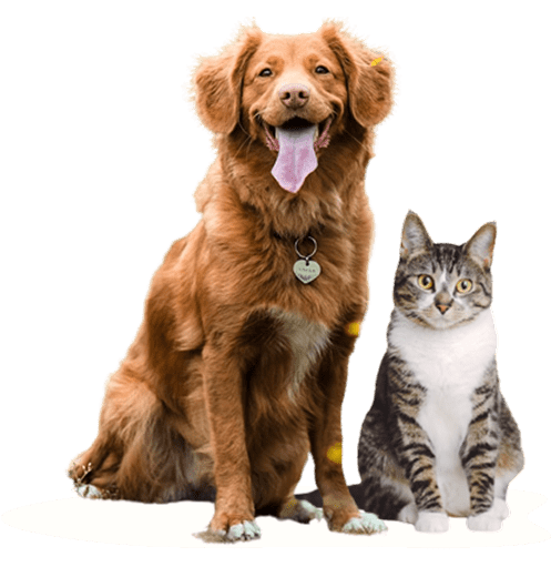 犬と猫が並んで座っている写真