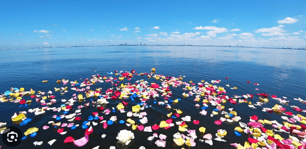 花びらがまかれた海